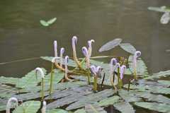 Aponogeton echinatus